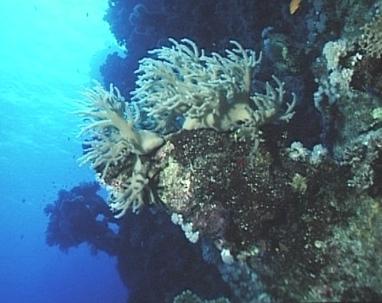 (Weich- oder Leder- ?)Korallen