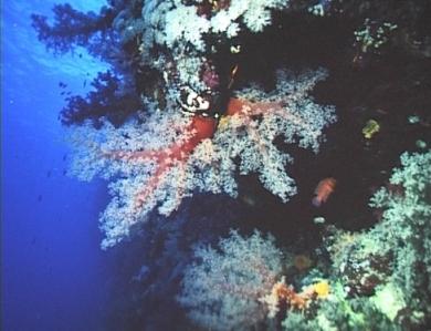 Fächerkorallen am Riff