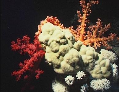 Poren-, Weichkorallen, Große Heteroxenie