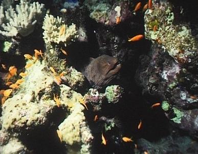 Riesenmuräne, Juwelen-Fahnenbarsche