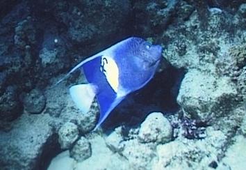 Arabischer Kaiserfisch