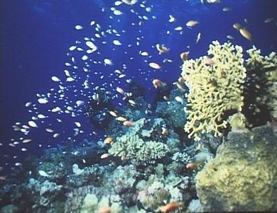 Juwelen-Fahnenbarsche, Gitter-Feuerkoralle