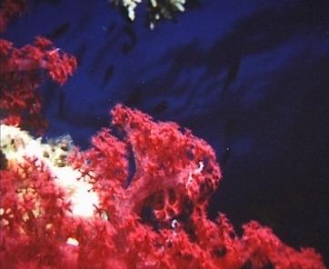 Klunzingers Schleierb&auml;umchen