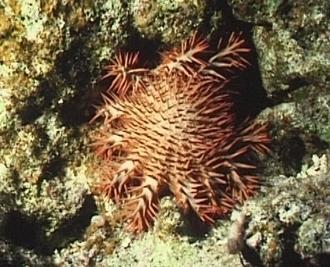 Dornenkronenseestern