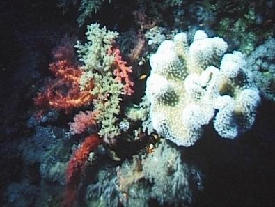 Lederkoralle, Steinkoralle, Weichkoralle