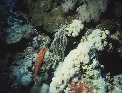 Juwelen-Zackenbarsch, Gro&szlig;e Heteroxenien