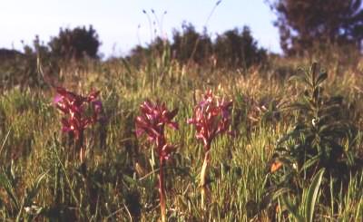 Orchideen in der Abendsonne