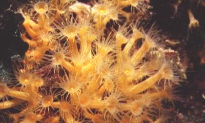 Gelbe Krustenanemonen