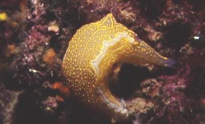 Gelb-violette Sternschnecke