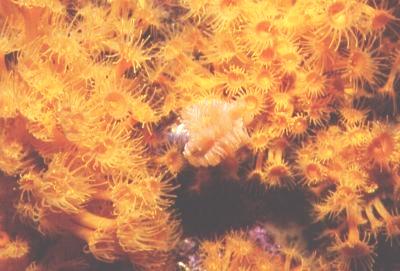 Gelbe Krustenanemonen und Bunter Kalkröhrenwurm