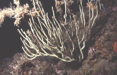 Weiße Gorgonie