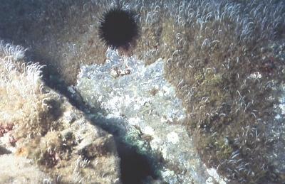 Schwarzer Seeigel weidet Algen von Felsen