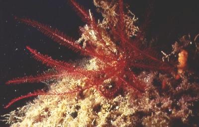 Mittelmeer-Haarstern