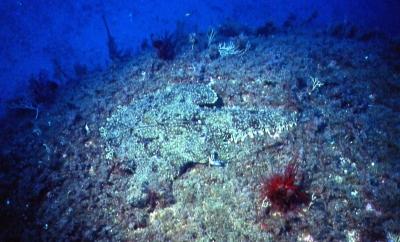 Großer Seeteufel von oben