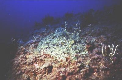 Grßer Seeteufel von vorne