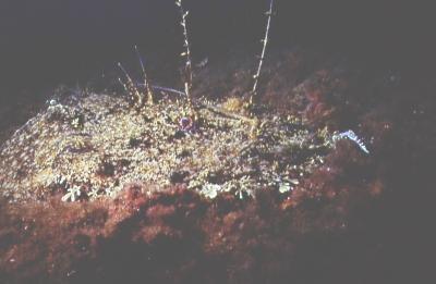 Portrait Großer Seeteufel