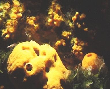 Goldschwamm, Gelbe Krustenanemonen