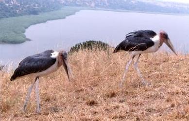 2 Marabus, im Hintergrund der Kazinga-Channel