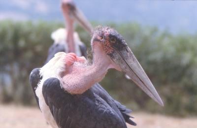 Marabu-Portrait