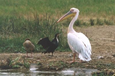 Nilgans, Weißnacken-Kormoran, Rosa-Pelikan