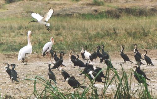 Rosa-Pelikan, Nimmersatt, Kormorane, Heiliger Ibis im Flug