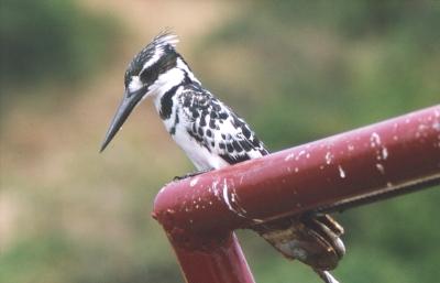 Pied Kingfisher
