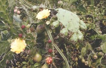Opuntia vulgaris - 2 Blüten, Knospe, Blatt
