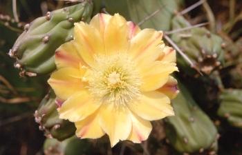 Opuntia vulgaris Blüte