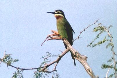 Blue-cheeked Bee-eater