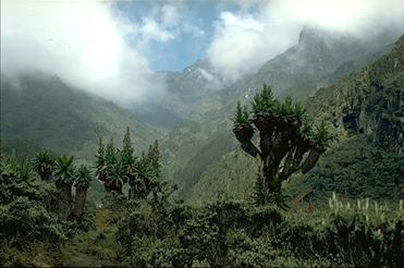 Stanley-Massiv in Wolken, Senecio johnstonii im Vordergrund