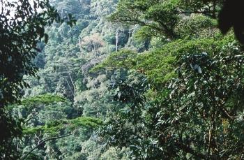 Waldbild I
