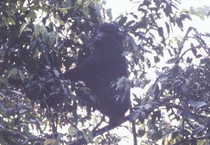 Berggorilla-Weibchen im Baum