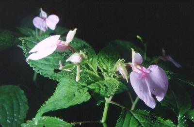 Impatiens burtonii