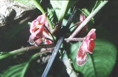 Impatiens fischerii (?)