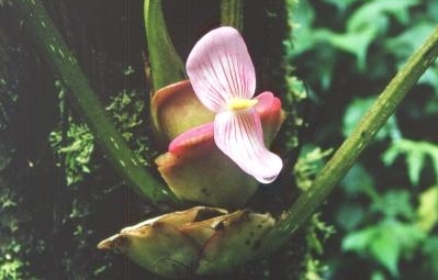 Blüte von Blepharis ?