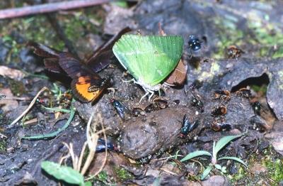Schmetterlinge und Fliegen an Ziegenkot