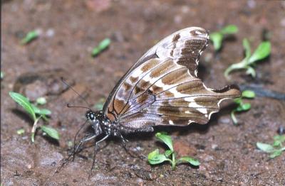Schmetterling